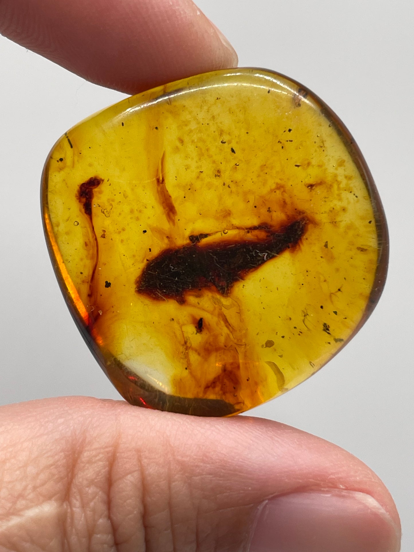 Amber / Colombia