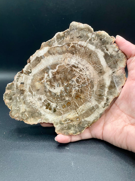 Petrified Wood Slab