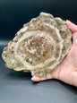 Petrified Wood Slab