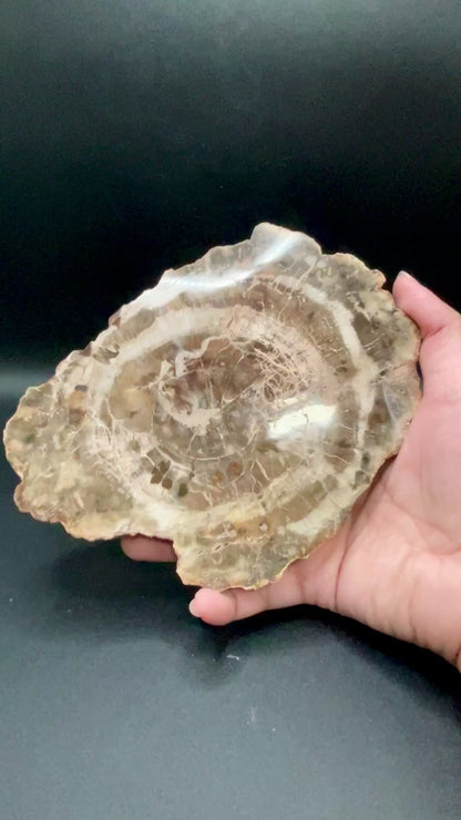 Petrified Wood Slab